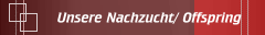 Nachzucht/ Offspring