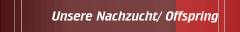Nachzucht/ Offspring